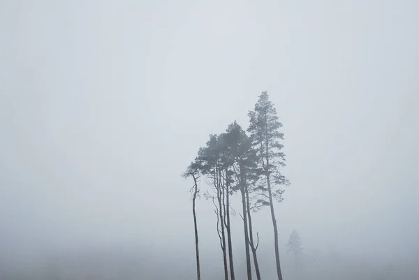 Bäume Nebel Glendalough Irland — Stockfoto