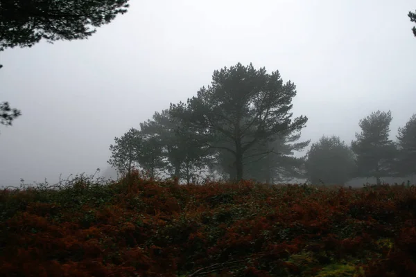 Trees surrounded by fog over a field of red bushes