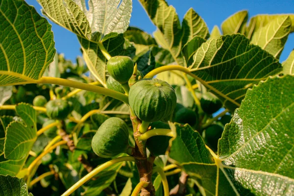 无花果生长在无花果树 Ficus Carica 背景有大绿叶和蓝天 — 图库照片