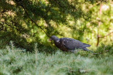 bir ağaç dalı üzerine tünemiş güvercin