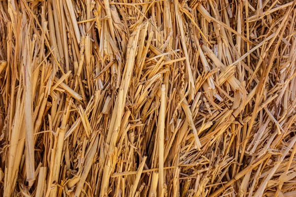 Background Dry Straw Close — Stock Photo, Image