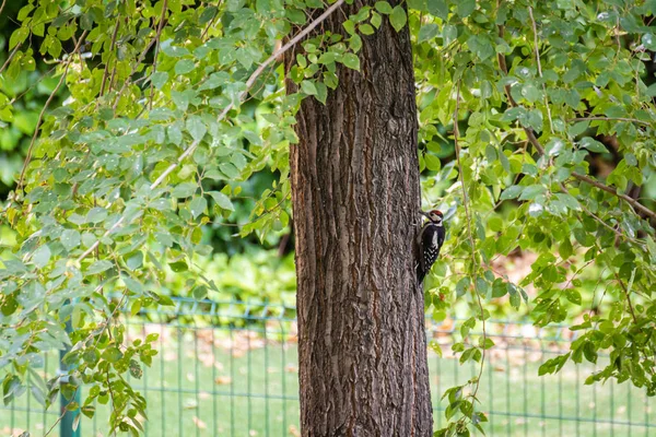 Specht Trommelt Auf Einem Baumstamm Einem Öffentlichen Park — Stockfoto