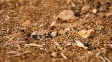 Yaz aylarında çok çalışan karıncalar, kışı sessizce geçirmek için yiyecek toplayıp depolar.