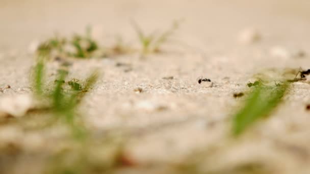 Mravenci Tvrdě Pracující Létě Sbírání Skladování Potravin Tiché Zimě — Stock video
