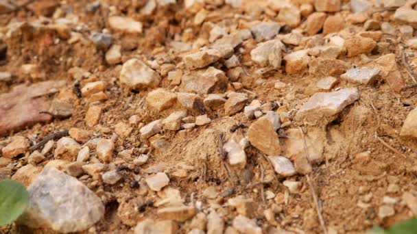 Hormigas Trabajando Duro Durante Verano Recogiendo Almacenando Alimentos Para Pasar — Vídeos de Stock