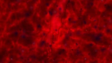 Kanlı sıvı. Süspansiyon parçacıkları ve nehir şeklinde kırmızı sıvı bir akım ile fraktal gürültü ile kırmızı lav arka plan, kırmızı deforme parçacıklar ile. 4k Video