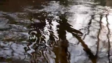 Bir ağaç tan ve güneşten bir nehirde güzel yansımalar. Güzel dalgalar