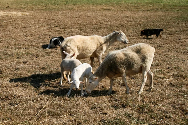 White lamb surrounded by sheep and sheep dogs on a farm (Ovis orientalis aries)