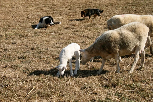 White lamb surrounded by sheep and sheep dogs on a farm (Ovis orientalis aries)