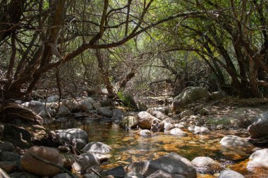 Kıyılarda kayalar ve çevredeki ağaçlarla dolu bir nehrin rotası