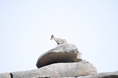 Mavi gökyüzü ile büyük bir kayanın üzerinde dağ keçisi