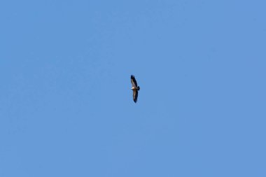 Mavi gökyüzünde uçan bir akbaba