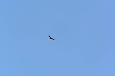 Mavi gökyüzünde uçan bir akbaba