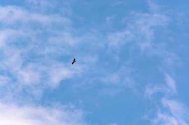 Mavi gökyüzünde uçan bir akbaba