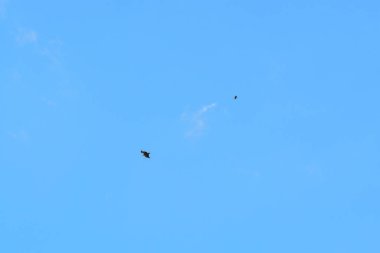 Mavi gökyüzünde uçan bir akbaba