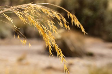 Makroda altın buğday kulakları