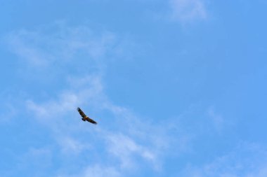 Mavi gökyüzünde uçan bir akbaba
