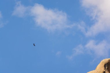 Mavi gökyüzünde uçan bir akbaba