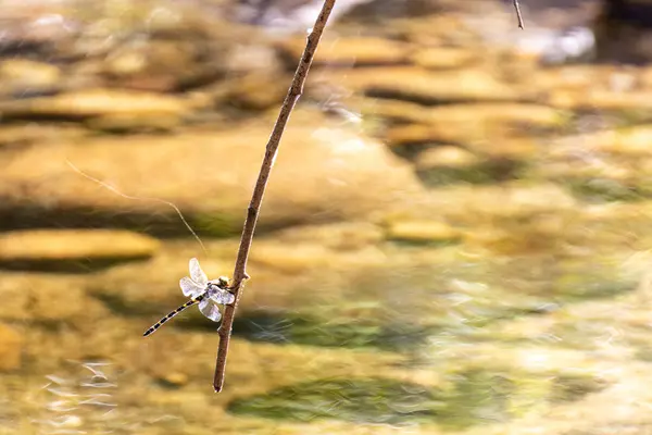 Yusufçuk Arkasında Bir Nehir Olan Bir Dala Tünemiş — Stok fotoğraf