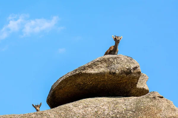 Dos Cabras Montesas Una Roca Una Encima Ella Otra Mirando — Foto de Stock