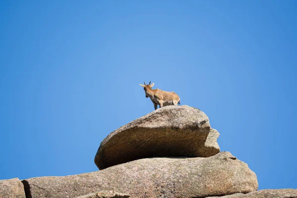 Goat on a stone looking back with a blue sky