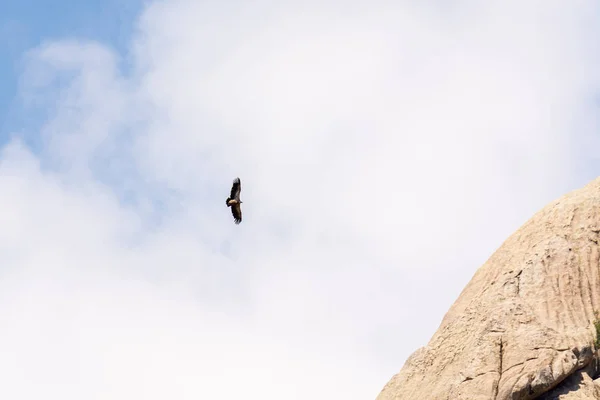 Avvoltoio Che Sventola Cielo Blu — Foto Stock