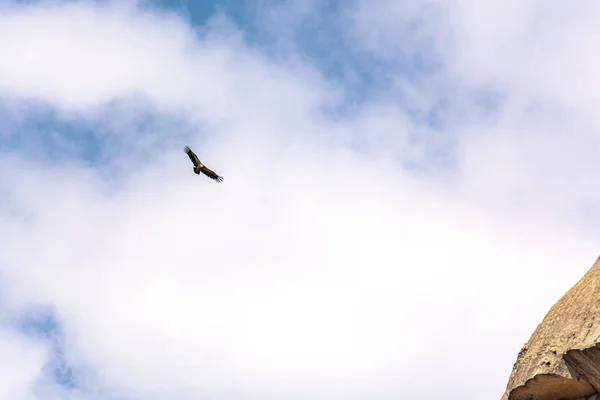 Sęp Latający Błękitnym Niebie — Zdjęcie stockowe