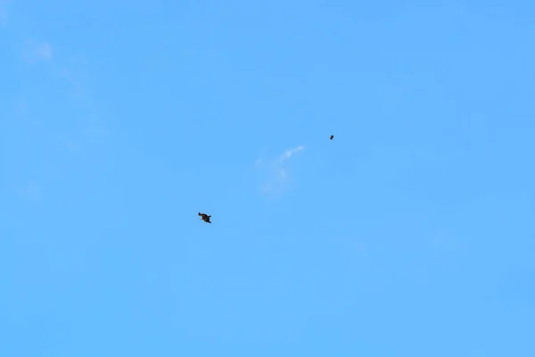 Ένα Όρνιο Που Πετάει Στον Γαλάζιο Ουρανό — Φωτογραφία Αρχείου