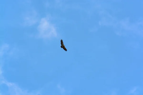 Sęp Latający Błękitnym Niebie — Zdjęcie stockowe