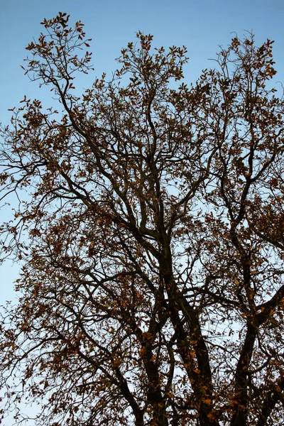 Árvore Com Folhas Marrons Prestes Cair Outono Com Céu Azul — Fotografia de Stock