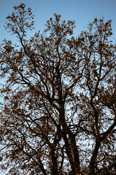 Árvore Com Folhas Marrons Prestes Cair Outono Com Céu Azul — Fotografia de Stock