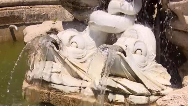 Due Riprese Fotografiche Dettagli Una Fontana Pesci Che Versano Acqua — Video Stock