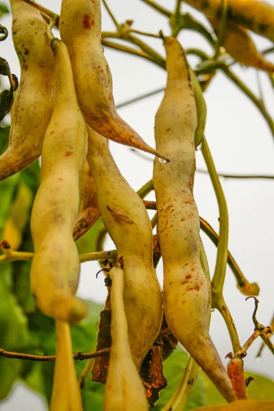 植物の黄色の豆のポッドは 選択される準備ができている ストック画像