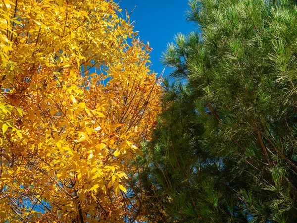 Contraste Entre Arbre Feuilles Caduques Aux Feuilles Jaunes Sèches Arbre — Photo