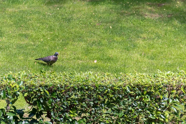 Taube Läuft Auf Dem Gras Eines Stadtparks — Stockfoto