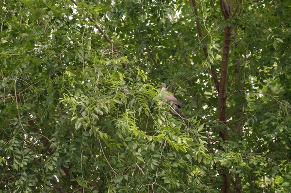 Taube Hockt Auf Den Ästen Eines Baumes — Stockfoto
