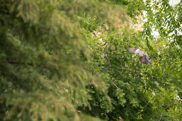 Duva Som Flyger Genom Träd Allmän Park — Stockfoto