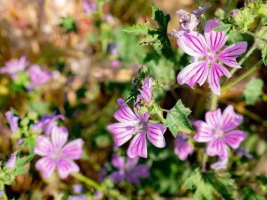 Doğada mor yabani çiçeklerin (Malva sylvestris) makro görünümü güzel bir arkaplan oluşturur