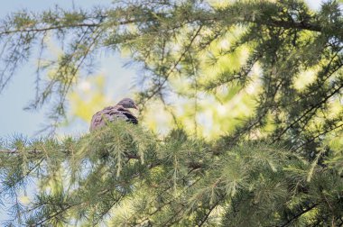 Bir ağacın dallarına tünemiş güvercin 