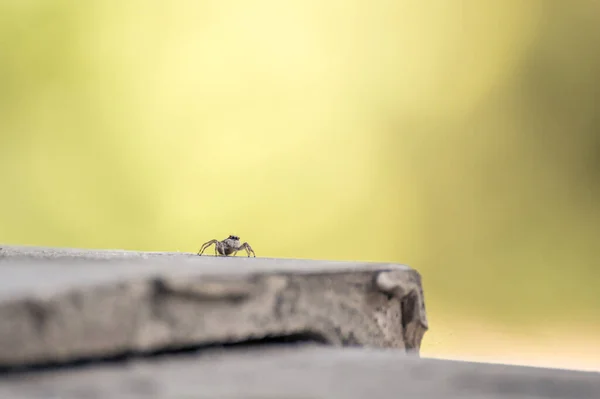 Aranha Saltitante Família Salticidae Varanda Uma Casa Macro — Fotografia de Stock