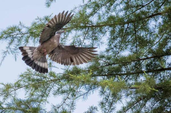 Pombo Voando Através Árvores Parque Público — Fotografia de Stock