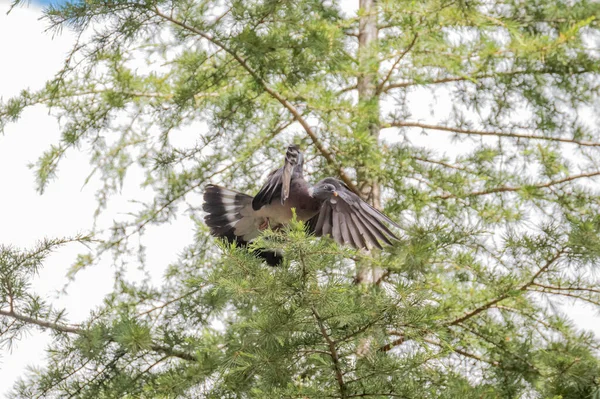 공원에서 사이를 날아다니는 비둘기 — 스톡 사진