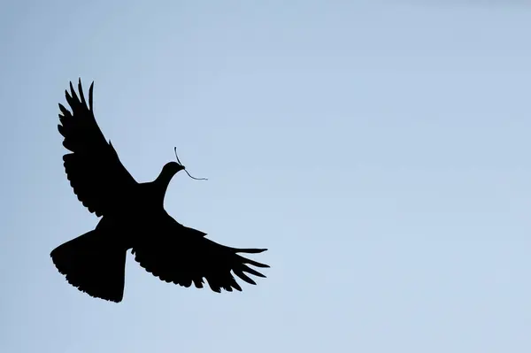 Ilustracja Gołębia Niosącego Gałąź Uniwersalny Symbol Pokoju — Zdjęcie stockowe