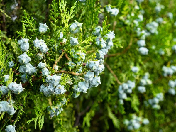 常见杜鹃 Juniperus Communis 果实的宏观视图 绿叶环绕 形成美丽的自然背景 — 图库照片