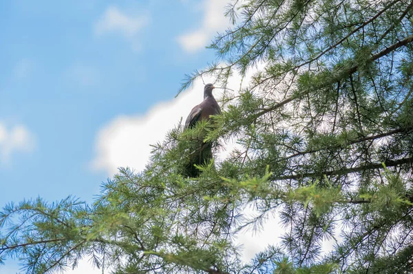 Pombo Empoleirado Nos Ramos Uma Árvore — Fotografia de Stock