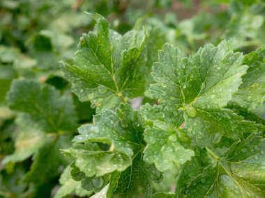 Yağmurdan sonra üzüm bağındaki bir sarmaşığın yeşil yapraklarında dinlenen su damlaları