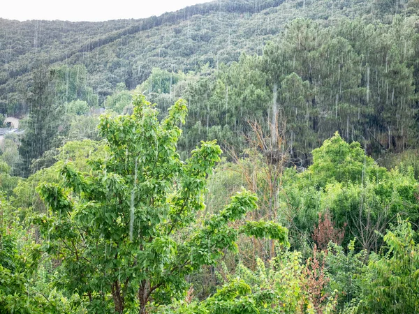 Капли Воды Мчатся Лесу Полному Деревьев Зелеными Листьями Дождливый День — стоковое фото