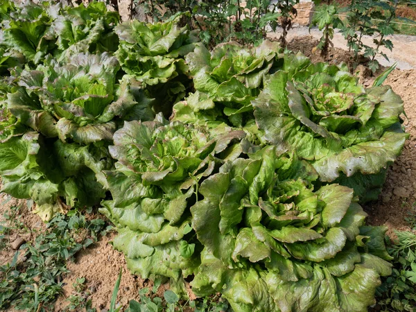 Групи Літнього Салатного Дива Lactuca Sativa Великими Зеленими Листям Готовими — стокове фото