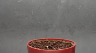 Fesleğen bitkilerinin yerden filizlenmesiyle ilgili zaman aşımı