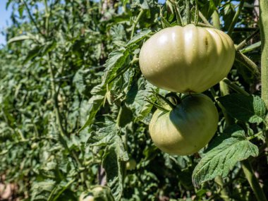 İki büyük yeşil domates (Solanum lycopersicum) kırsal bir bahçede yeşil yapraklarla çevrili domates bitkisinin üzerinde olgunlaşır.